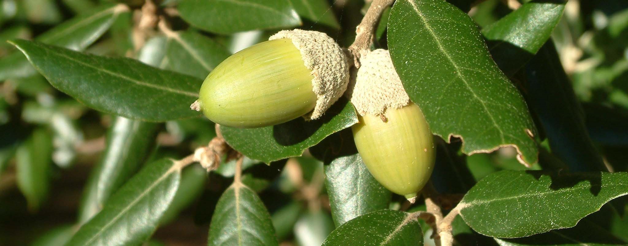 Holm oak (Quercus ilex) - acorns