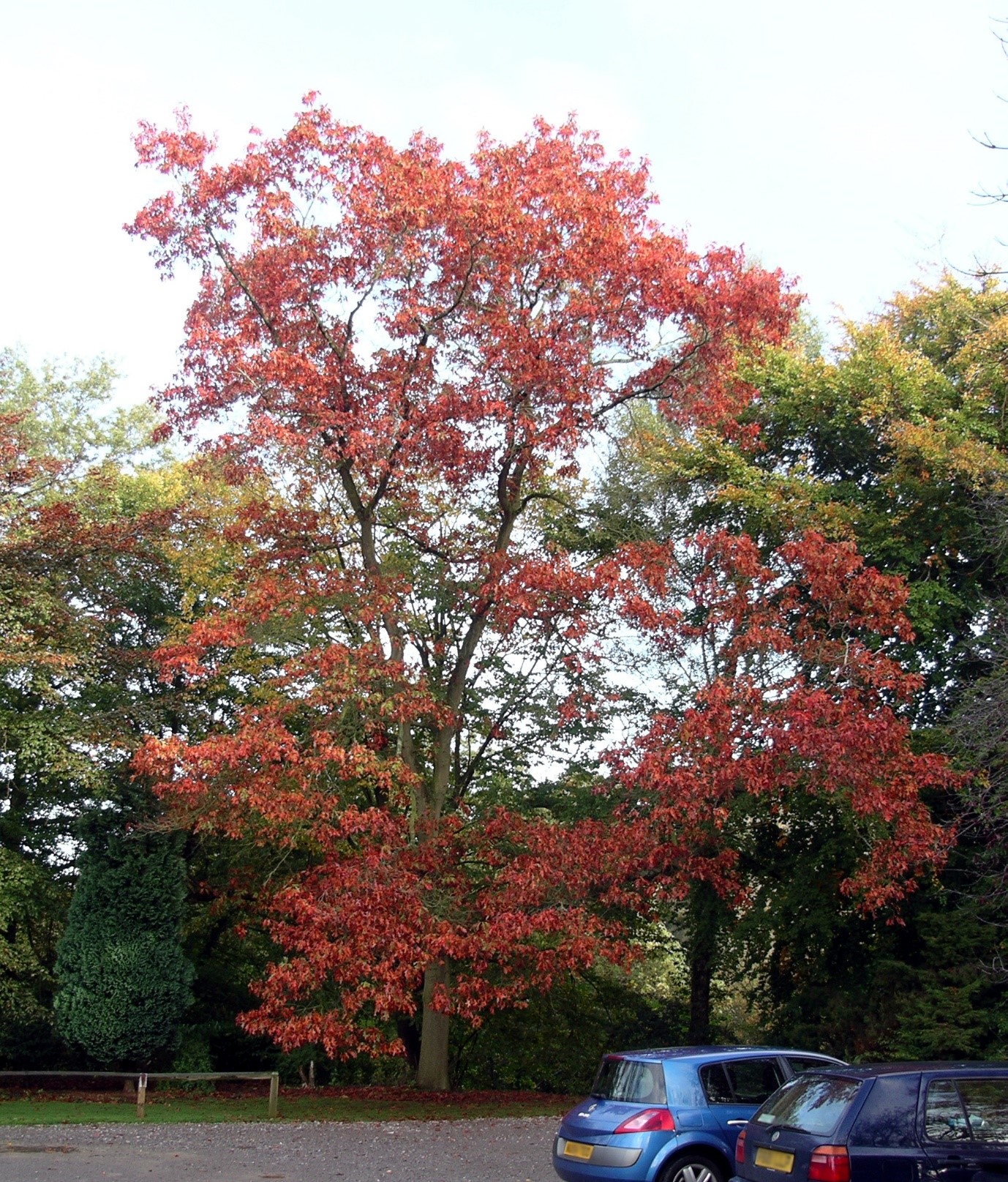 Red oak (Quercus rubra) - 2