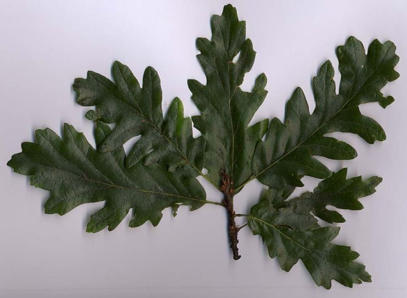 Turkey oak (Quercus cerris) - leaves